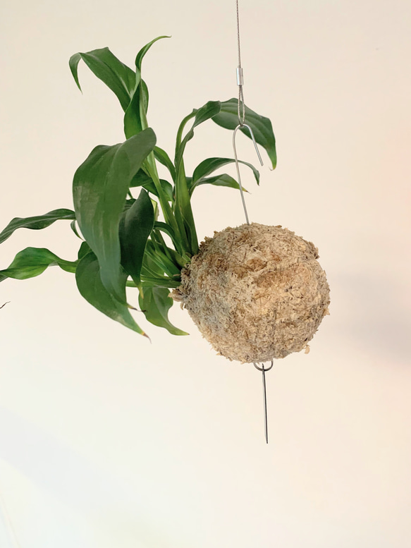 【OPEN記念SALE!】空飛ぶ植物 ☆彡 苔玉ハンギンググリーン スパティフィラム・キュピード　観葉植物　インテリア 1枚目の画像