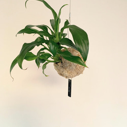 【OPEN記念SALE!】空飛ぶ植物 ☆彡 苔玉ハンギンググリーン スパティフィラム・キュピード　観葉植物　インテリア 2枚目の画像
