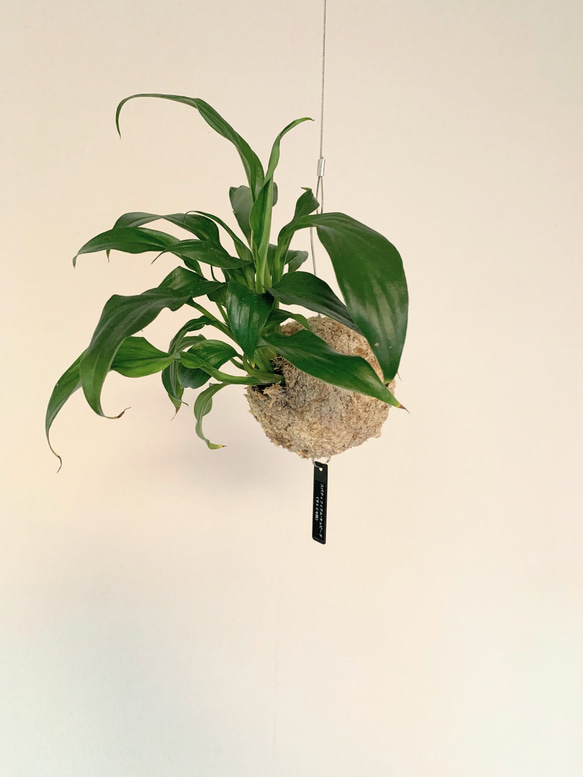 【OPEN記念SALE!】空飛ぶ植物 ☆彡 苔玉ハンギンググリーン スパティフィラム・キュピード　観葉植物　インテリア 2枚目の画像