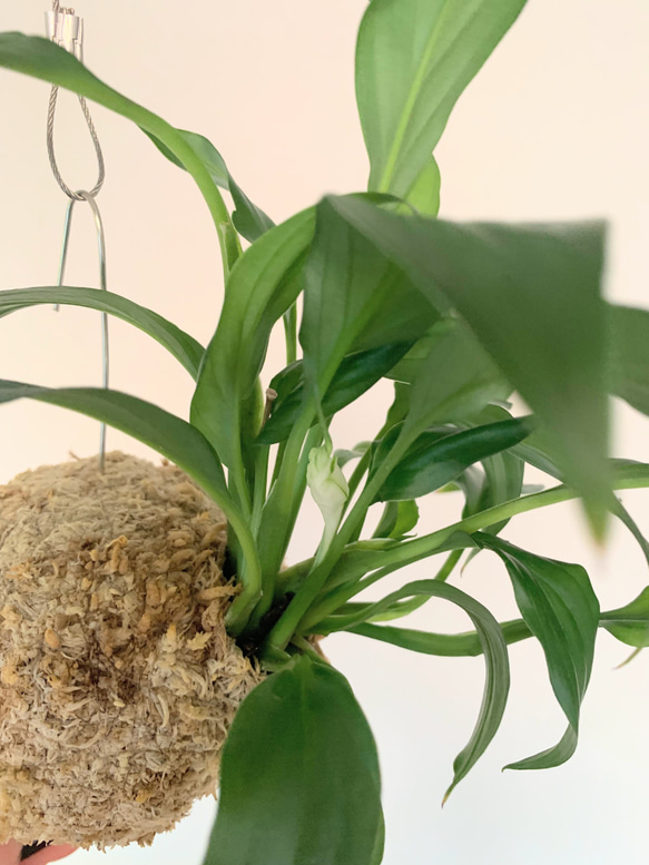 【OPEN記念SALE!】空飛ぶ植物 ☆彡 苔玉ハンギンググリーン スパティフィラム・キュピード　観葉植物　インテリア 3枚目の画像