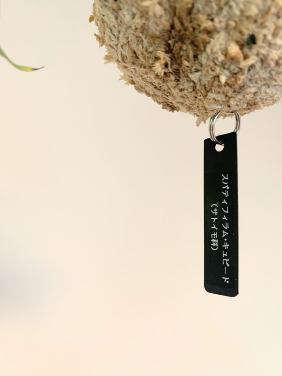 【OPEN記念SALE!】空飛ぶ植物 ☆彡 苔玉ハンギンググリーン スパティフィラム・キュピード　観葉植物　インテリア 4枚目の画像