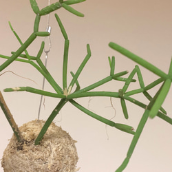 思いをメッセージに込めて！空飛ぶ植物 ☆彡 苔玉ハンギンググリーン 森のサボテン リプサリス・ヘテロクラダ 3枚目の画像
