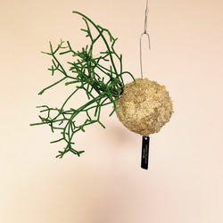 思いをメッセージに込めて！空飛ぶ植物 ☆彡 苔玉ハンギンググリーン 森のサボテン リプサリス・ケレウスクラ　観葉植物 1枚目の画像