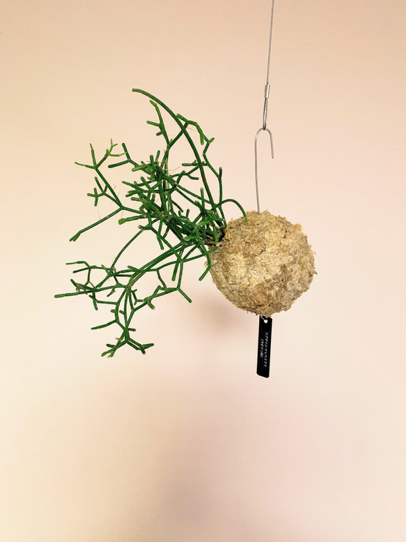 思いをメッセージに込めて！空飛ぶ植物 ☆彡 苔玉ハンギンググリーン 森のサボテン リプサリス・ケレウスクラ　観葉植物 1枚目の画像