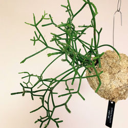 思いをメッセージに込めて！空飛ぶ植物 ☆彡 苔玉ハンギンググリーン 森のサボテン リプサリス・ケレウスクラ　観葉植物 2枚目の画像