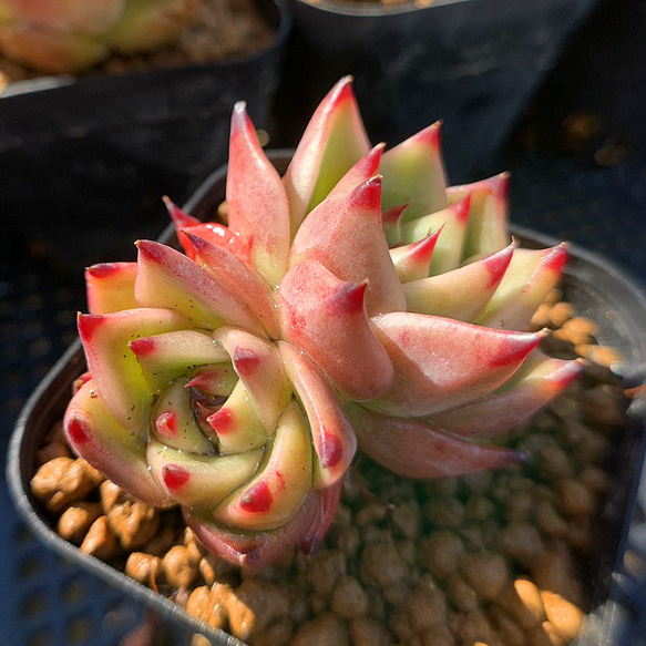 647.多肉植物 寄せ植え エケベリア属 ブルードラゴン（2頭） 抜き苗 