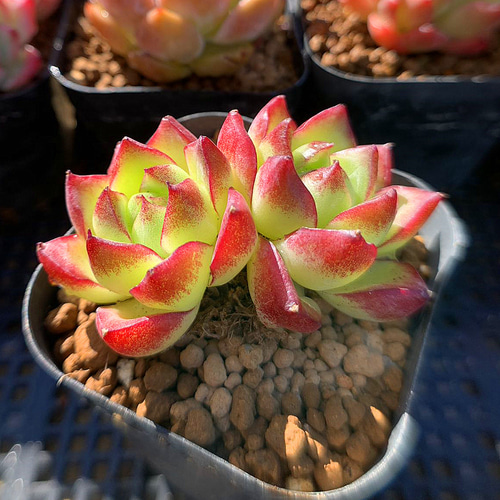 648.多肉植物 寄せ植え エケベリア属 ドリームクイーン 美苗 新入荷