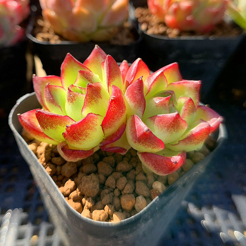 648.多肉植物 寄せ植え エケベリア属 ドリームクイーン 美苗 新入荷