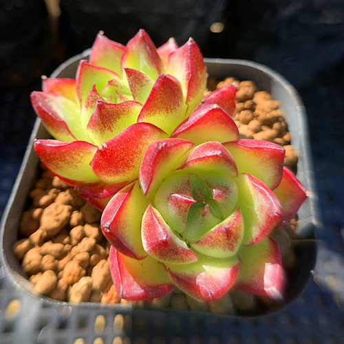 ❣️ 美苗♡ファントムビューティー❣️現品 エケベリア 寄せ植え 多肉