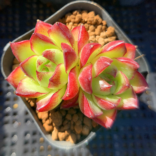 648.多肉植物 寄せ植え エケベリア属 ドリームクイーン 美苗 新入荷