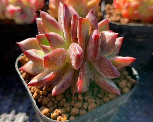 343a628f1ecfe9a29d06c3d4c19e12