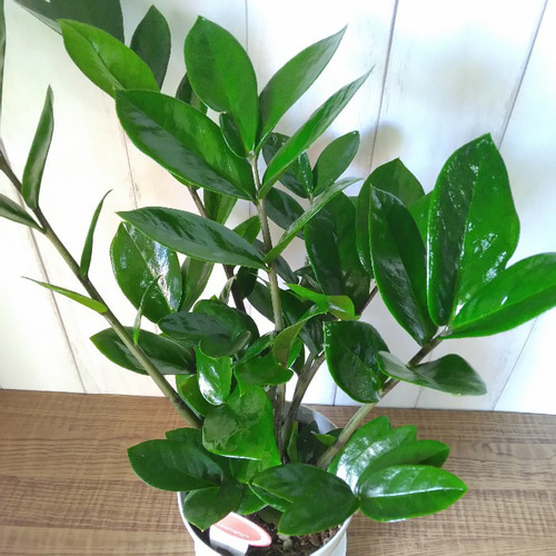 金銭樹 ザミオクルカス【ザミーフォリア】 縁起の良い物観葉植物