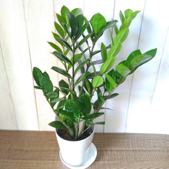 金銭樹 ザミオクルカス【ザミーフォリア】 縁起の良い物観葉植物