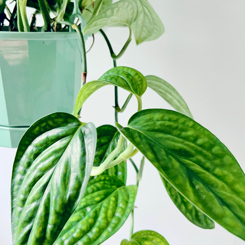 モンテスラ モンステラ プラチナム 「Monstera deliciosa var platinum」54