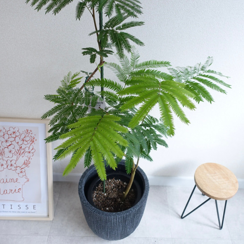 エバーフレッシュ 曲がり 観葉植物 室内 8号 高さ140㎝ その他