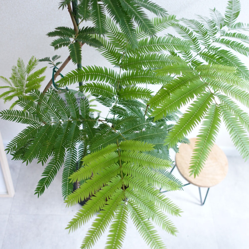 エバーフレッシュ 140cm 8号 S-shaped エバーフレッシュ 曲がり 観葉植物 室内 8号 高さ140㎝ その他