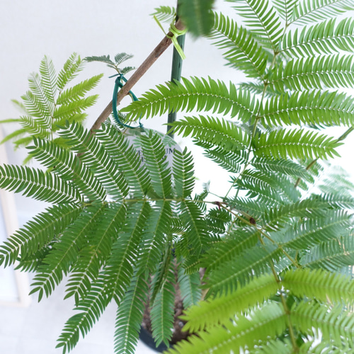 エバーフレッシュ 曲がり 観葉植物 室内 8号 高さ140㎝ その他