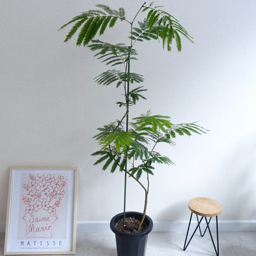 エバーフレッシュ 曲がり 観葉植物 室内 8号 高さ140㎝ その他