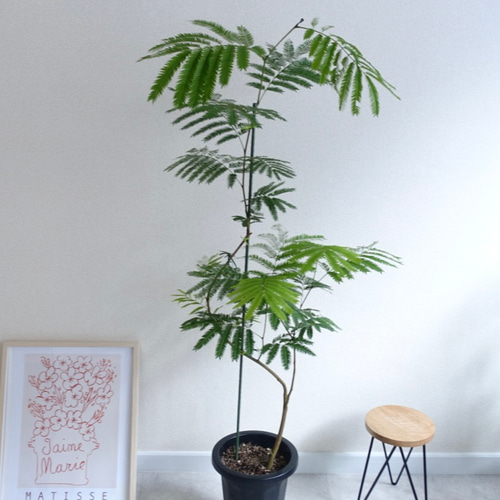 エバーフレッシュ 曲がり 観葉植物 室内 8号 高さ140㎝ その他