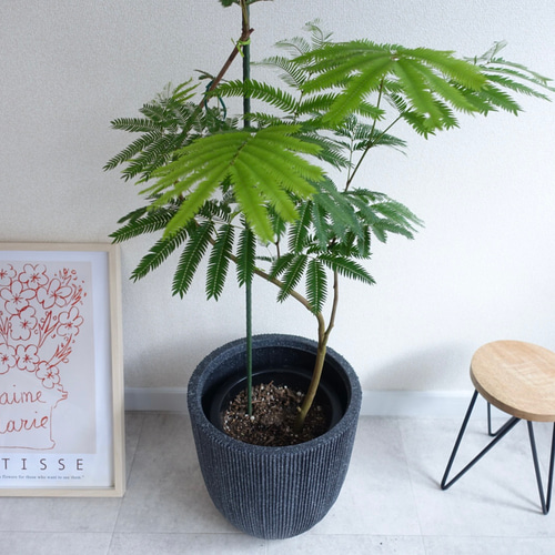 希少❗エバーフレッシュ曲【オーレア】観葉植物！高さ150◎！ボリューム◎！沖縄産 現品】エバーフレッシュ曲がり 観葉植物 高さ150◎ 大型観葉植物