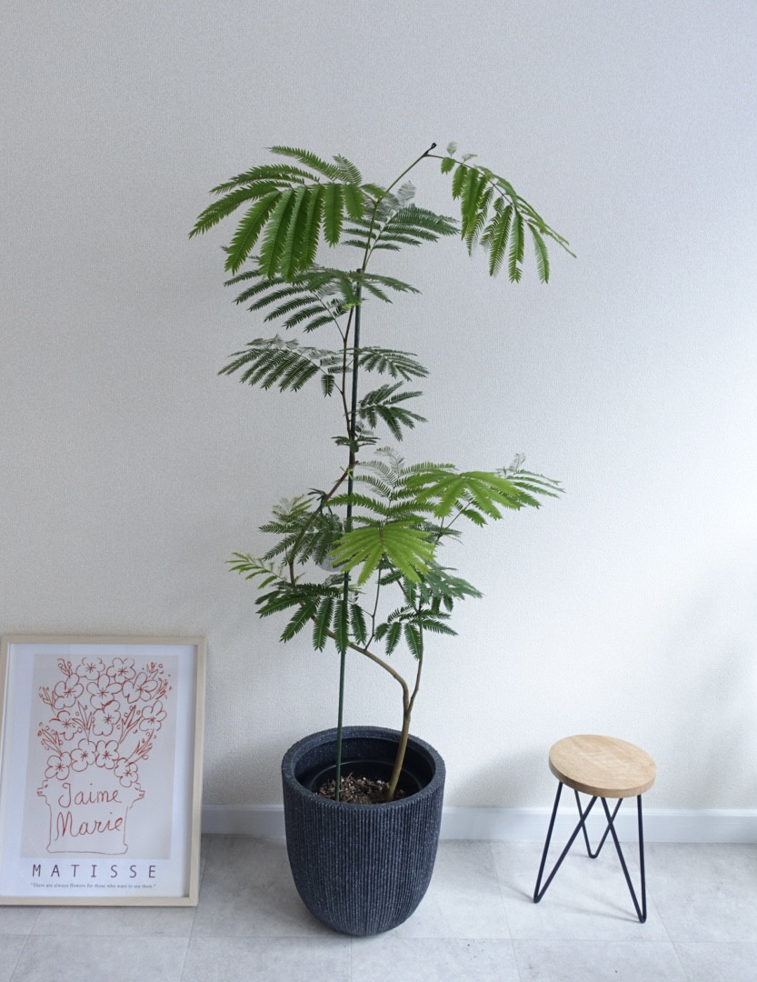 586 沖縄産 エバーフレッシュ 曲がり 8号鉢 135cm 観葉植物 大型