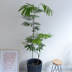 希少 大型 シェフレラ マルコ 8号 丸い葉っぱ レア品種 観葉植物 670