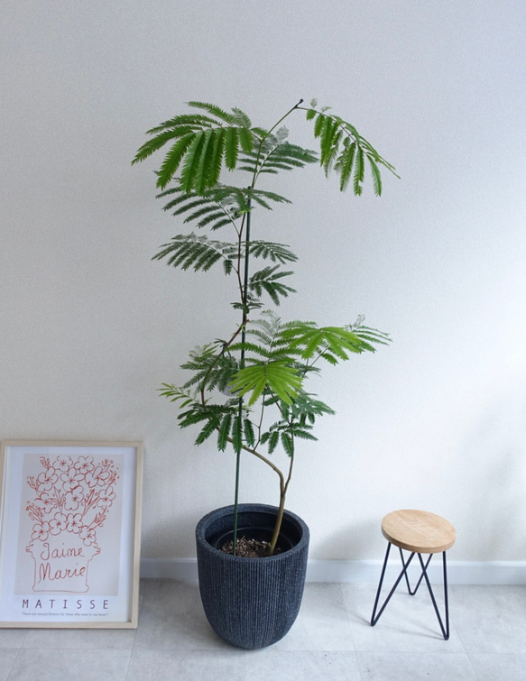エバーフレッシュ 140cm 8号 S-shaped エバーフレッシュ 曲がり 観葉植物 室内 8号 高さ140㎝ その他