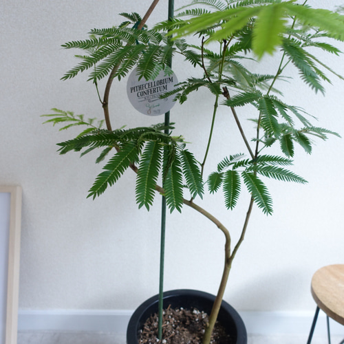 エバーフレッシュ 140cm 8号 S-shaped エバーフレッシュ 曲がり 観葉植物 室内 8号 高さ140㎝ その他