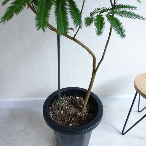 エバーフレッシュ 曲がり 観葉植物 室内 8号 高さ140㎝ その他