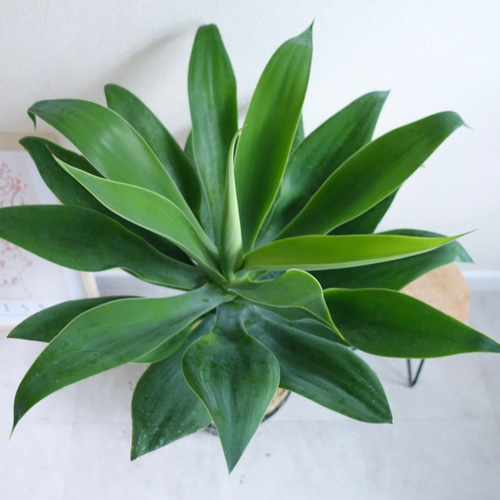 アガベ アテナータ 美株 観葉植物 多肉植物 極太 8号 その他インテリア
