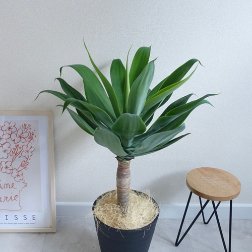 アガベ アテナータ 美株 観葉植物 多肉植物 極太 8号 その他インテリア