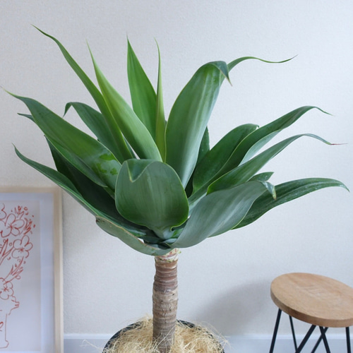 アガベ アテナータ 美株 観葉植物 多肉植物 極太 8号 その他インテリア