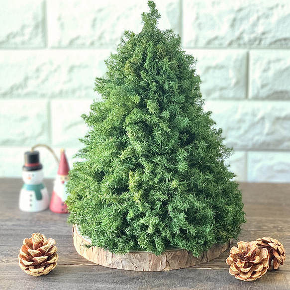 ヒムロスギのシンプルツリー（大）＊早割クリスマス2024