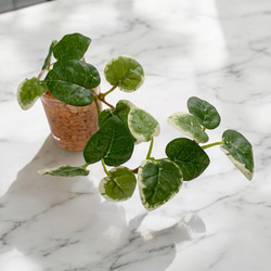 【観葉植物部門｜当店人気 No.2】■雫の葉■ 本物そっくり枯れない観葉植物／フェイクグリーン／インテリア／ギフト／再販 2枚目の画像