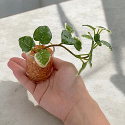 【観葉植物部門｜当店人気 No.2】■雫の葉■ 本物そっくり枯れない観葉植物／フェイクグリーン／インテリア／ギフト／再販 1枚目の画像