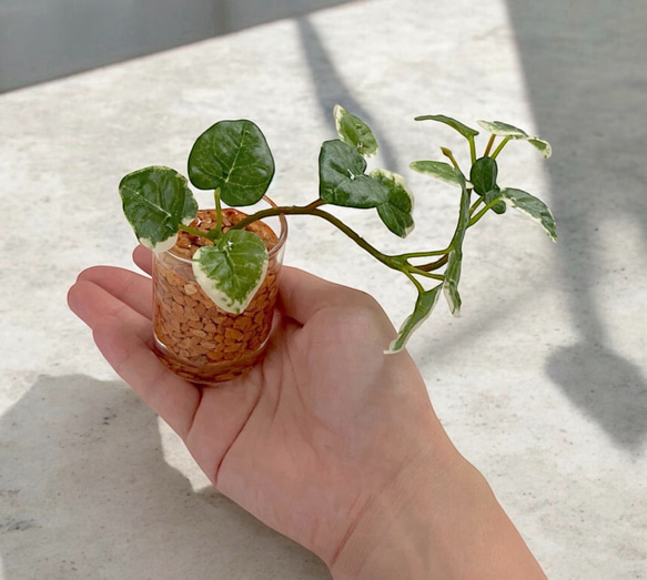 【観葉植物部門｜当店人気 No.2】■雫の葉■ 本物そっくり枯れない観葉植物／フェイクグリーン／インテリア／ギフト／再販 1枚目の画像