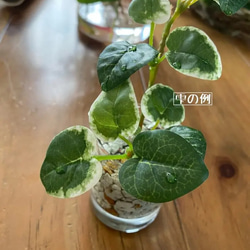 ■本物そっくり枯れない観葉植物■ミニ　フェイクグリーン　葉　 3枚目の画像
