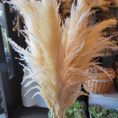 パンパスグラス(全体の長さ125センチ)LL特大サイズ ナチュラルカラー