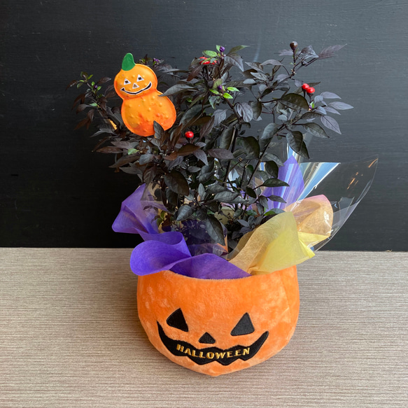 Mellojoy ハロウィンシリーズ 限定 4点セット Mellojoy ハロウィンシリーズ 限定 4点セット Amazon