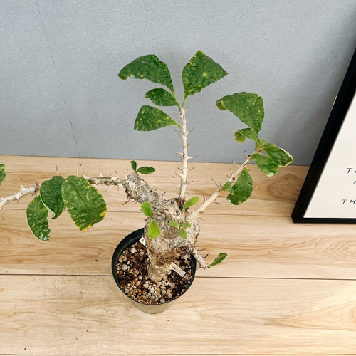 史上最も激安 ブッセアヌス 現品］【希少】セサモタムナス 観葉植物 ゴマ レア 塊根植物・コーデックス
