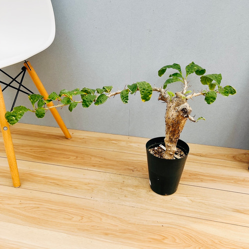 現品］【希少】セサモタムナス ブッセアヌス 観葉植物 レア ゴマ