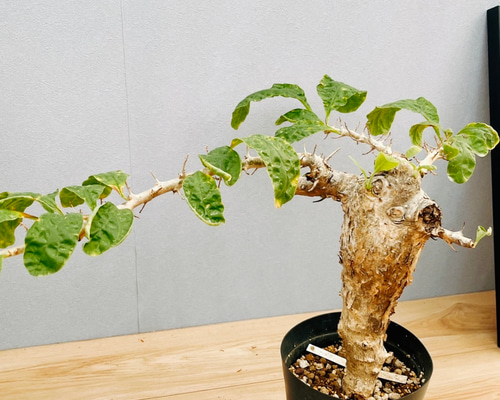 現品］【希少】セサモタムナス ブッセアヌス 観葉植物 レア ゴマ