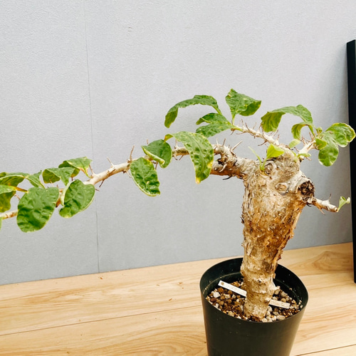 【オープニング大セール】 現品］【希少】セサモタムナス ブッセアヌス 観葉植物 レア ゴマ 塊根植物・コーデックス