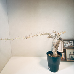 ［現品］【希少】セサモタムナス　ブッセアヌス　観葉植物　レア　ゴマ科　コーデックス　塊茎植物　かっこいい 3枚目の画像