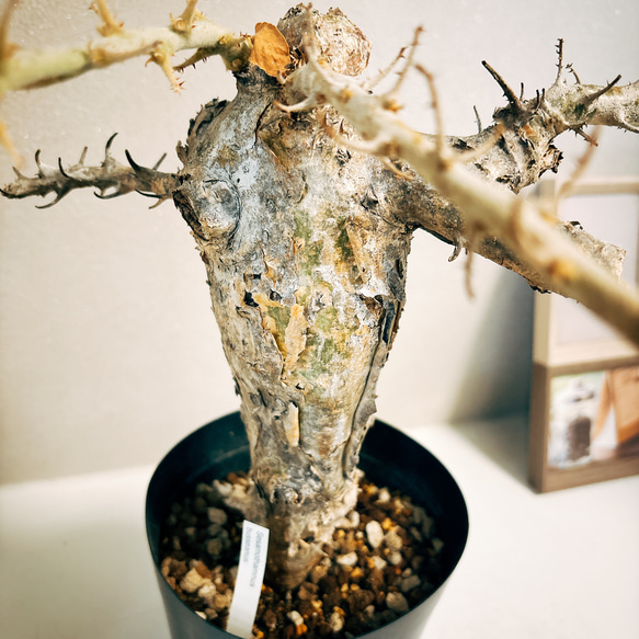 ［現品］【希少】セサモタムナス　ブッセアヌス　観葉植物　レア　ゴマ科　コーデックス　塊茎植物　かっこいい 7枚目の画像