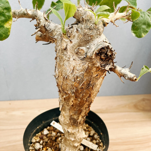 現品］【希少】セサモタムナス ブッセアヌス 観葉植物 レア ゴマ