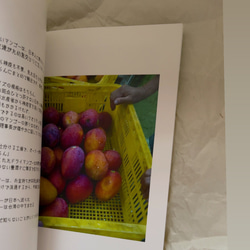 台灣の水果 ‐Fruits of Taiwan 【台湾系列Zine】 3枚目の画像