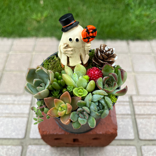 ☆送料無料☆♡そのまま飾れる♡ブリキ缶♬ハロウィンの多肉植物寄せ植え╰(*´︶`*)╯♡ 多肉植物 ☆natural-advance☆  通販｜Creema(クリーマ) 16568257