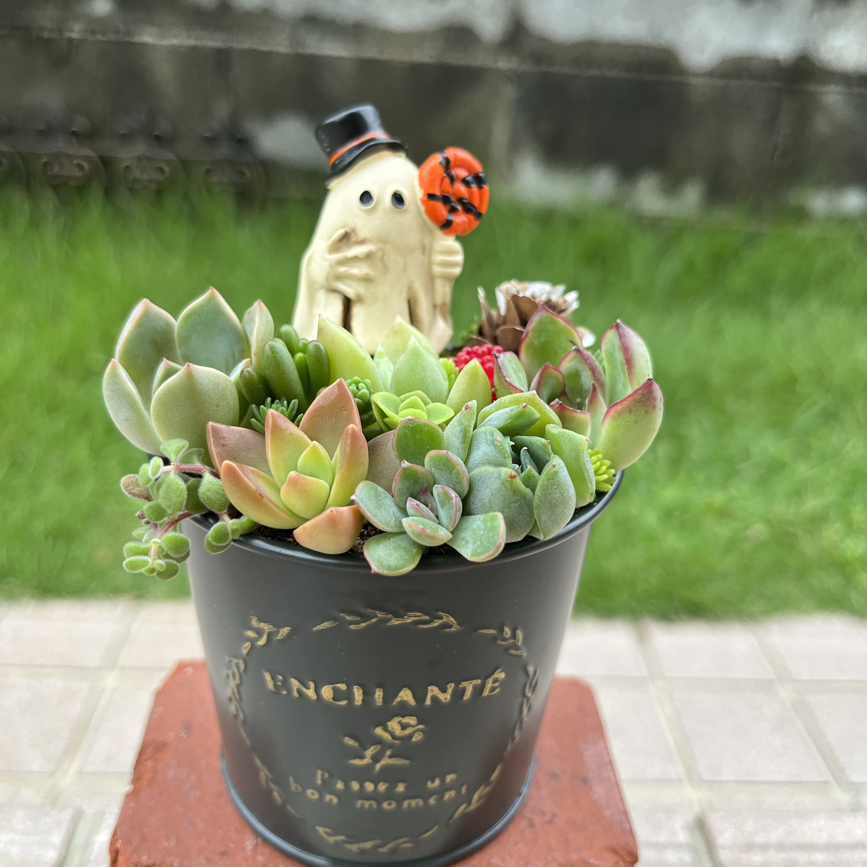 ★速達付き★♡そのまま飾れる♡ブリキ缶♬子猫ちゃんハロウィンの多肉植物寄せ植え♡ ☆送料無料☆♡そのまま飾れる♡ブリキ缶♬ハロウィンの多肉植物