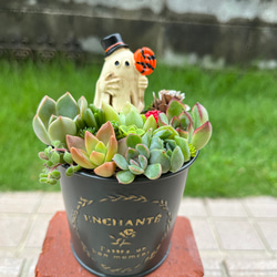 多肉植物❤︎寄せ植え❤︎このまま飾れます❤︎ハロウィン仕様🎃 | フリマアプリ ラクマ